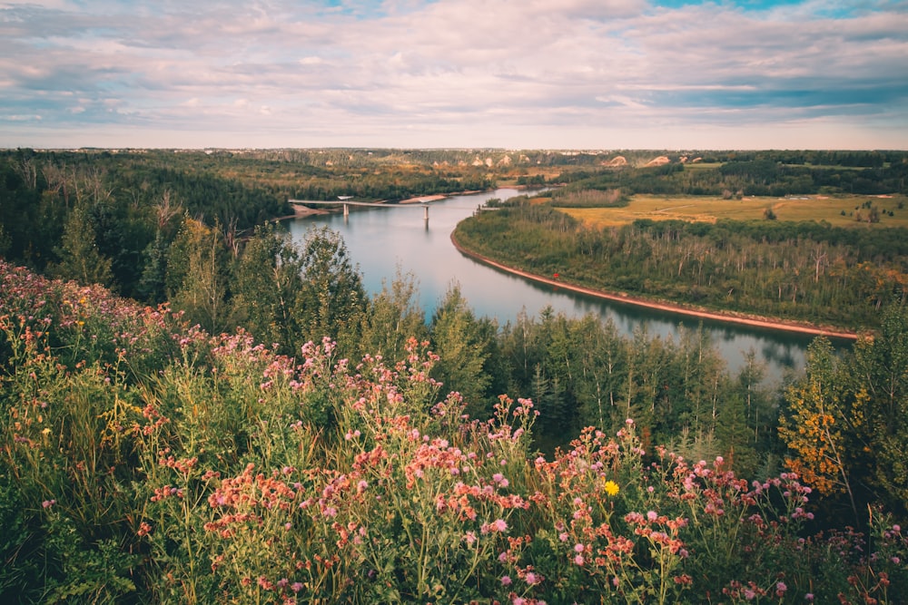 green and brown trees near river under white clouds and blue sky during daytime