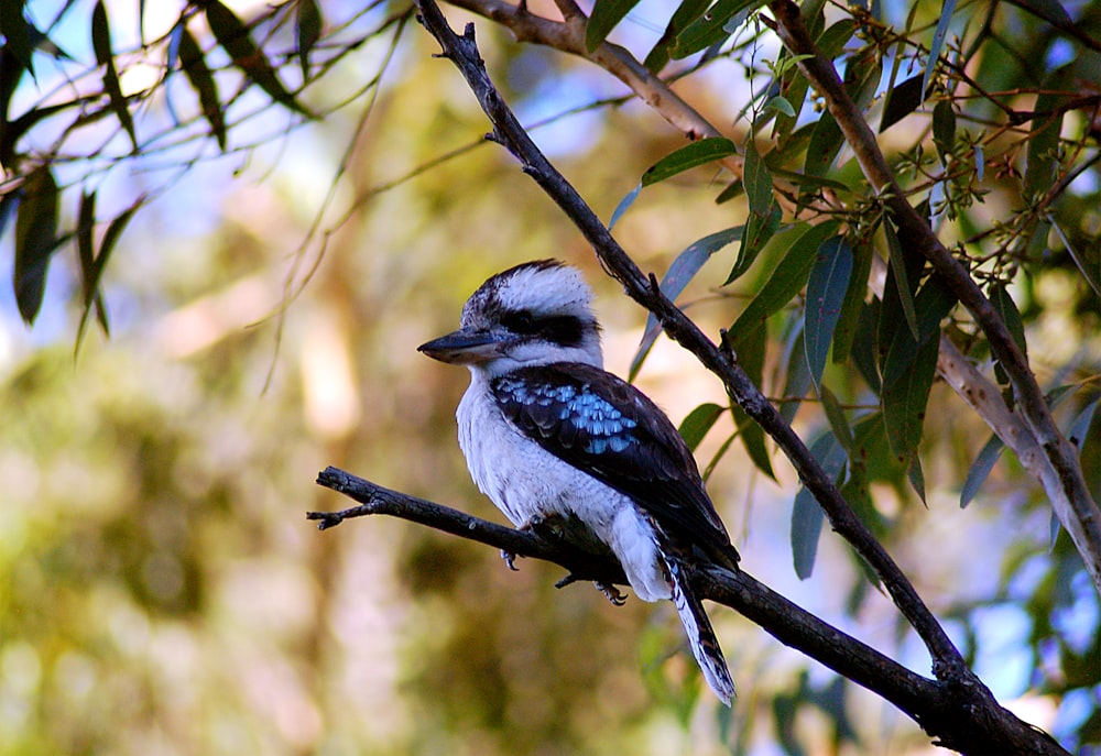 pássaro azul e branco no galho da árvore durante o dia
