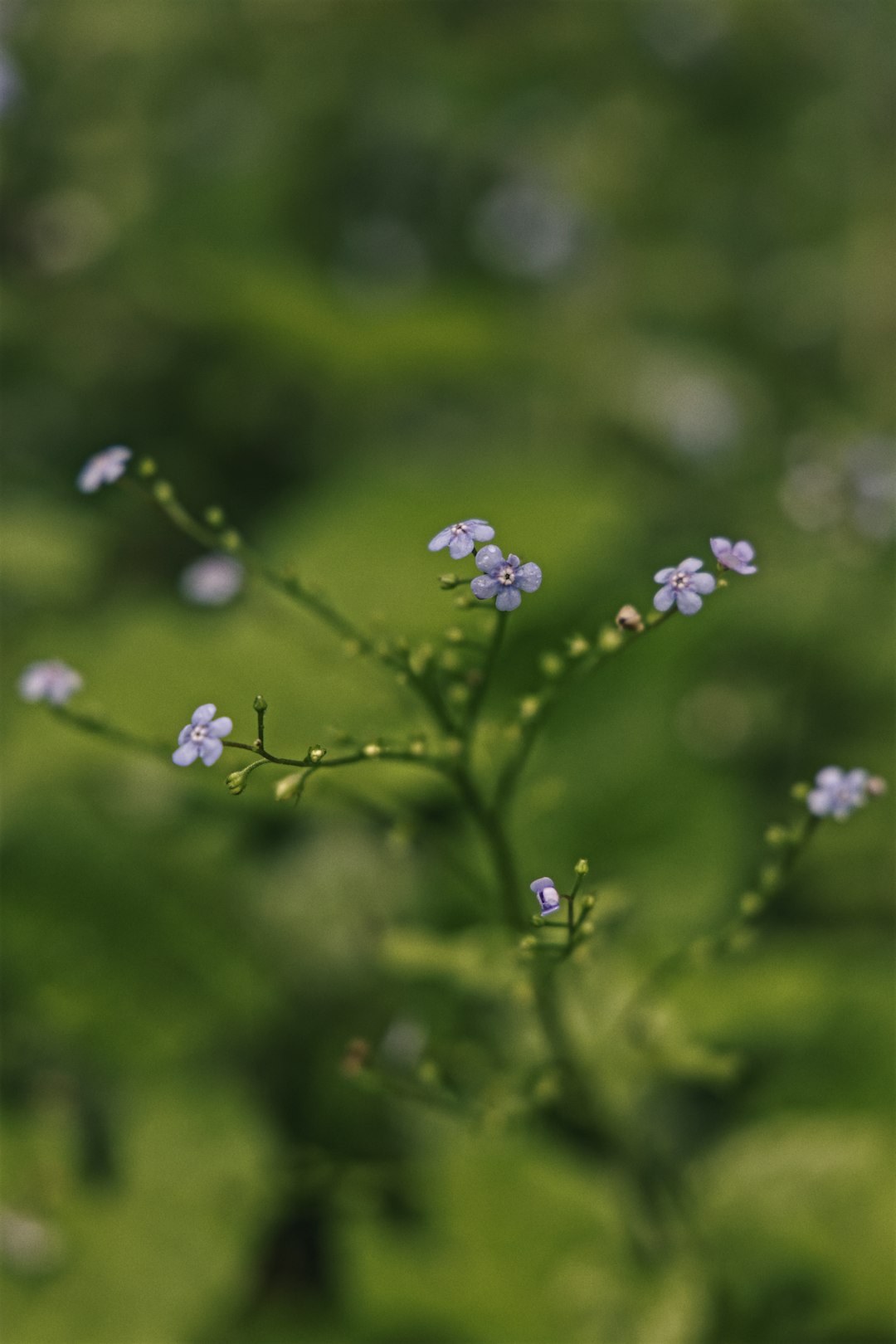 white flower with green leaves