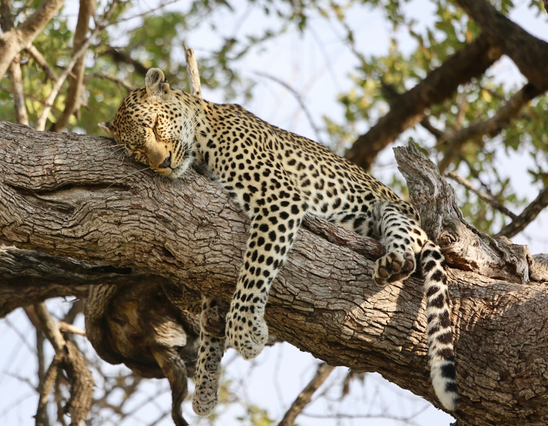 Wildlife photo spot Timbavati Kruger National Park