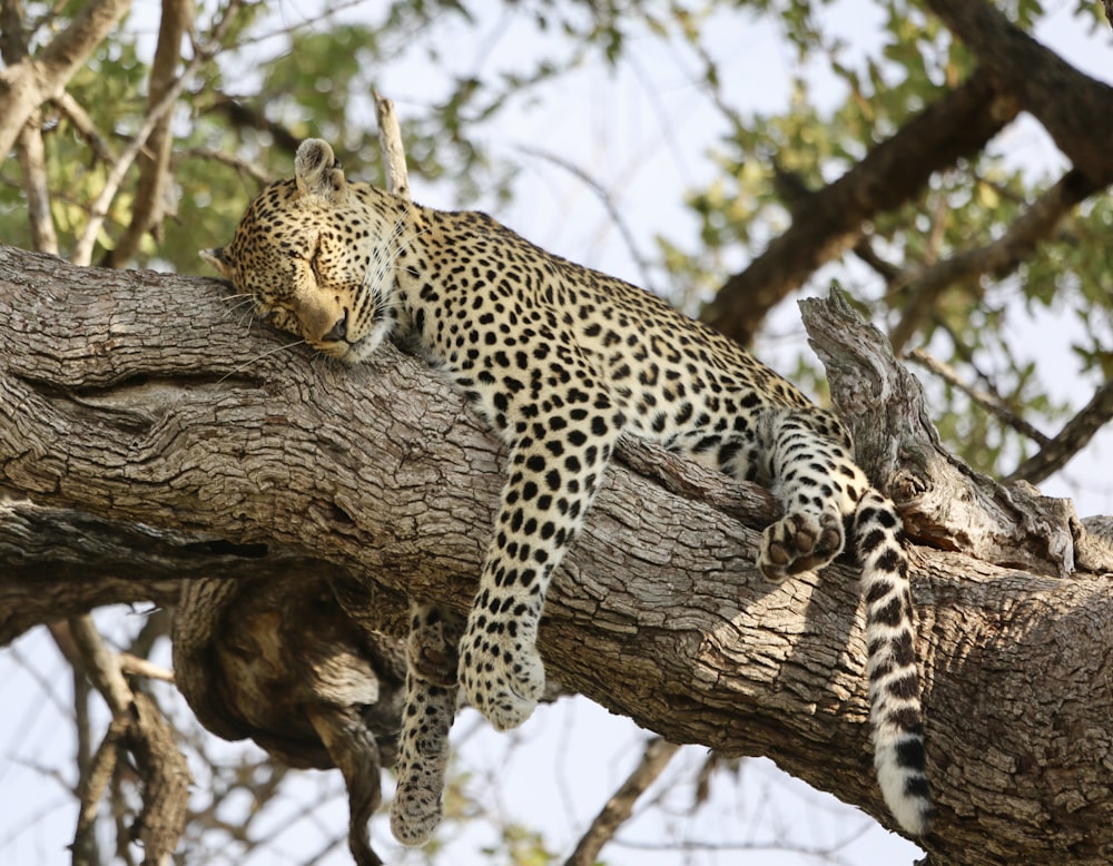 Leopardo en rama de árbol marrón durante el día