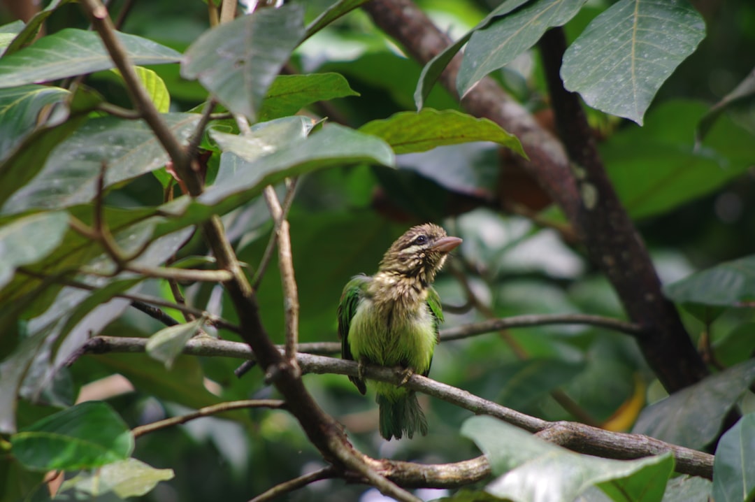 Wildlife photo spot Thadiyoor Ernakulam