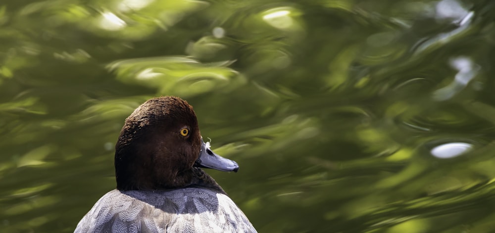 brown duck on water during daytime