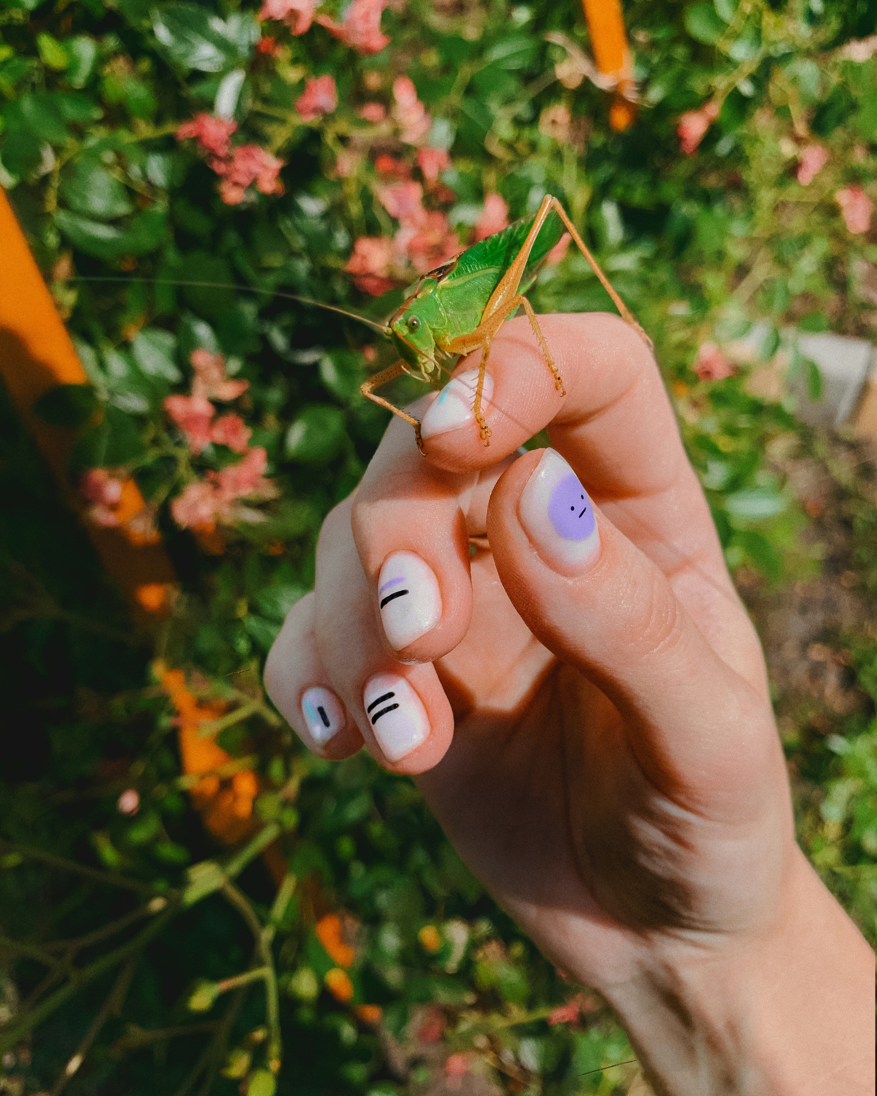 Eco-Friendly Pest Control Solutions