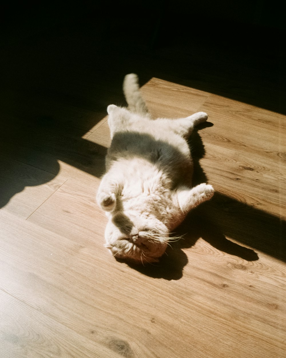 바닥에 누워있는 흰색과 갈색 고양이