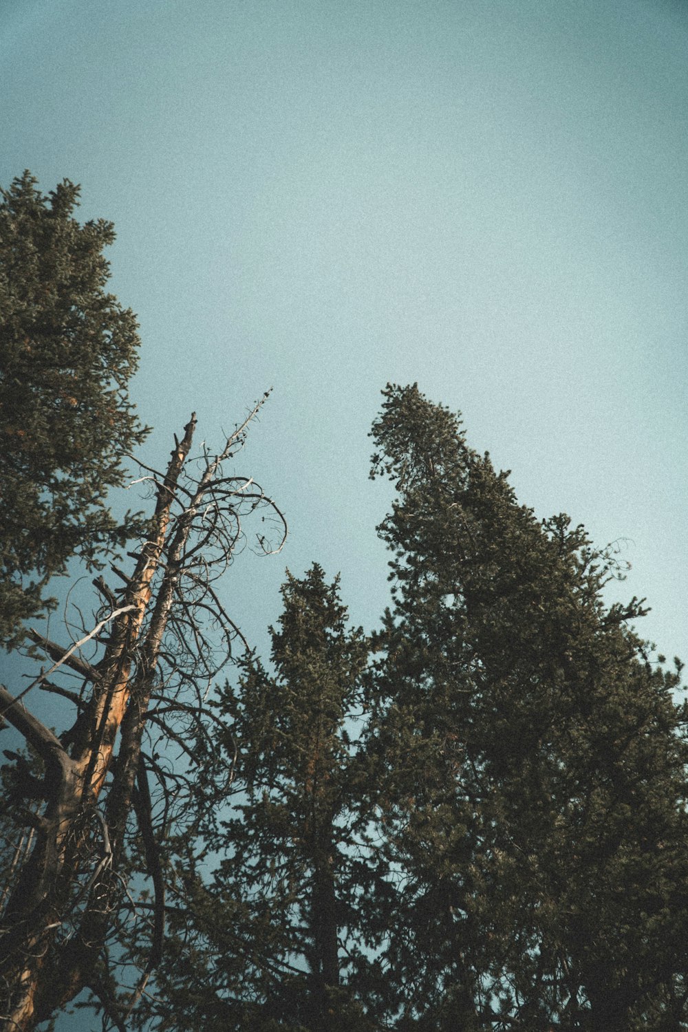 Albero verde sotto cielo blu durante il giorno