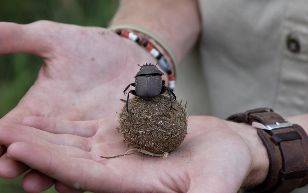 person holding brown round ornament