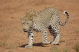 leopard walking on brown dirt