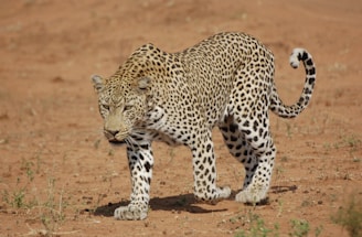 A leopard with a sleek, muscular body and distinctive spotted coat prowls on a dry, open patch of land. Sparse grass and a reddish-brown earth form the background, highlighting the cat's graceful movements.