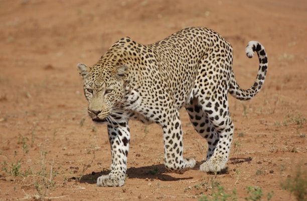 A leopard with a sleek, muscular body and distinctive spotted coat prowls on a dry, open patch of land. Sparse grass and a reddish-brown earth form the background, highlighting the cat's graceful movements.
