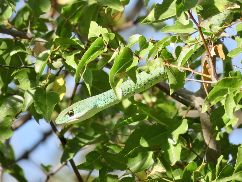 cobra verde em folhas verdes