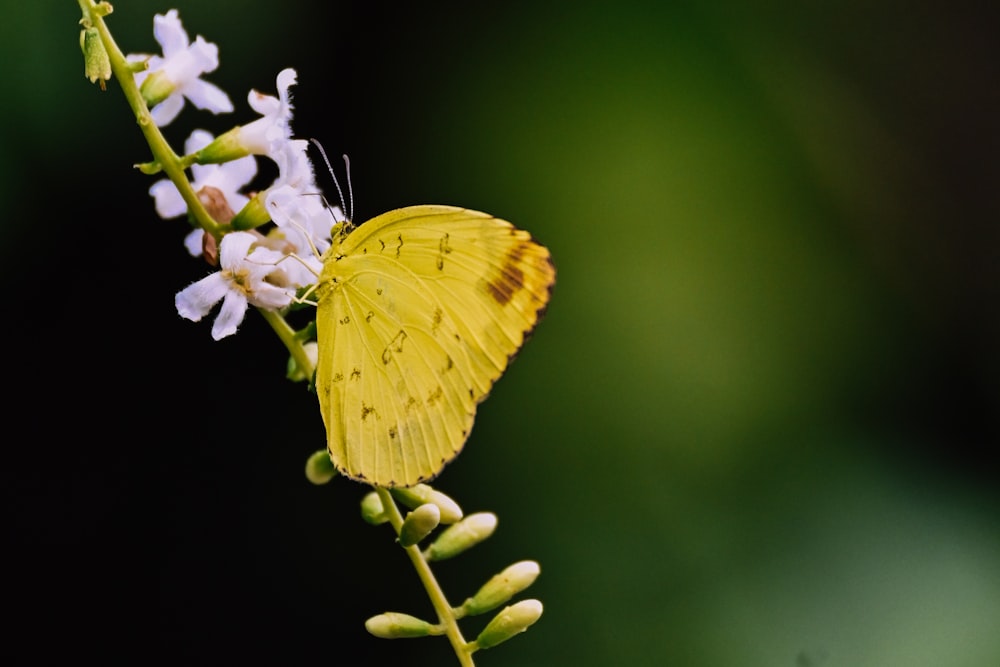 yellow butterfly perched on white flower in close up photography during daytime