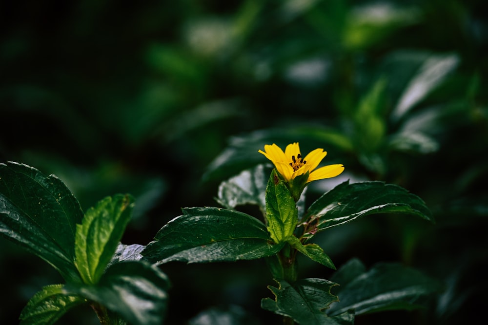 yellow flower in tilt shift lens