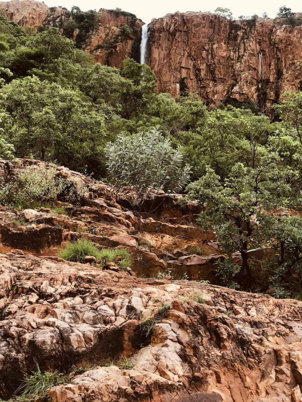 green trees on brown rocky mountain during daytime