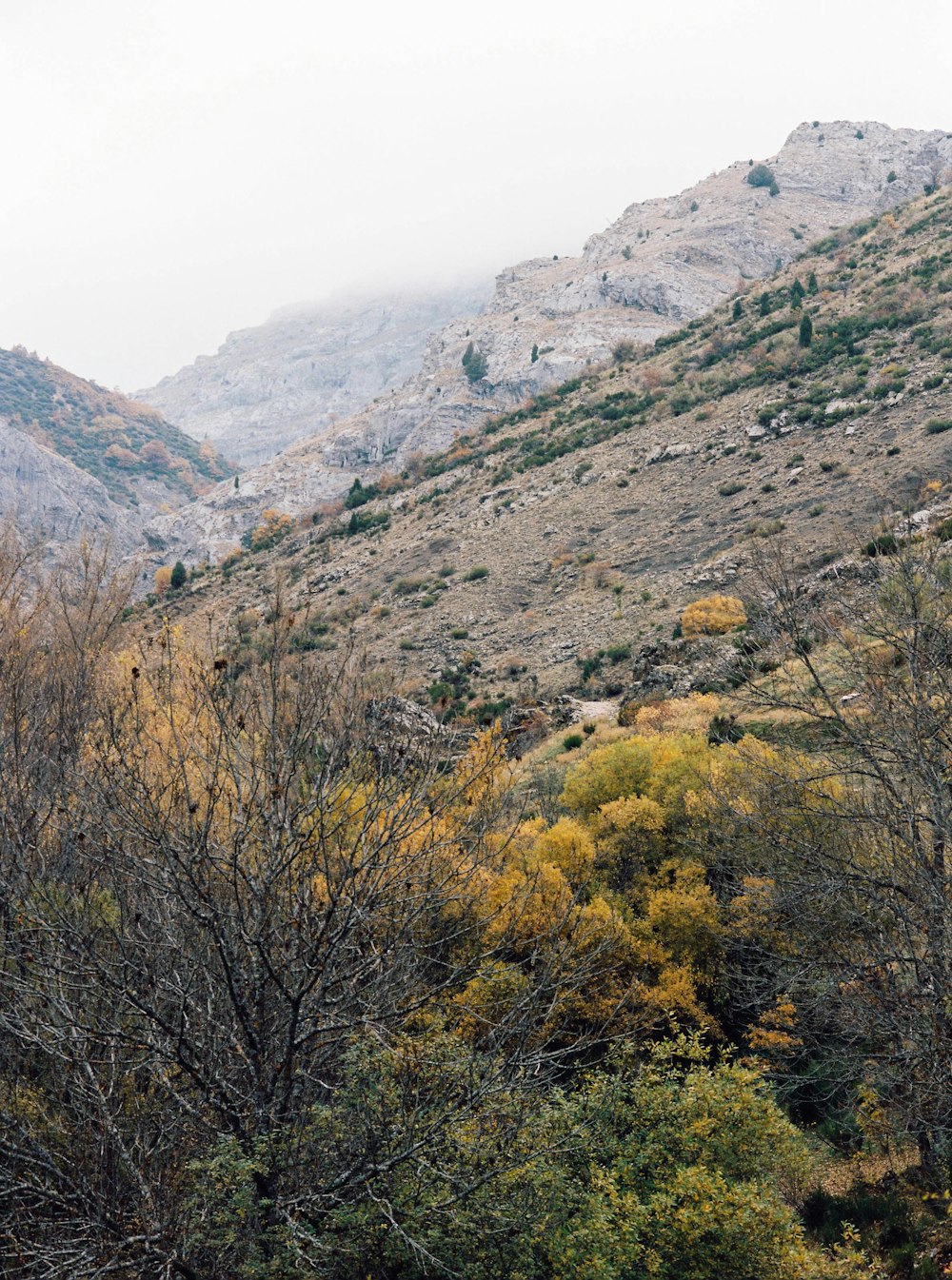 brown and green trees on mountain during daytime