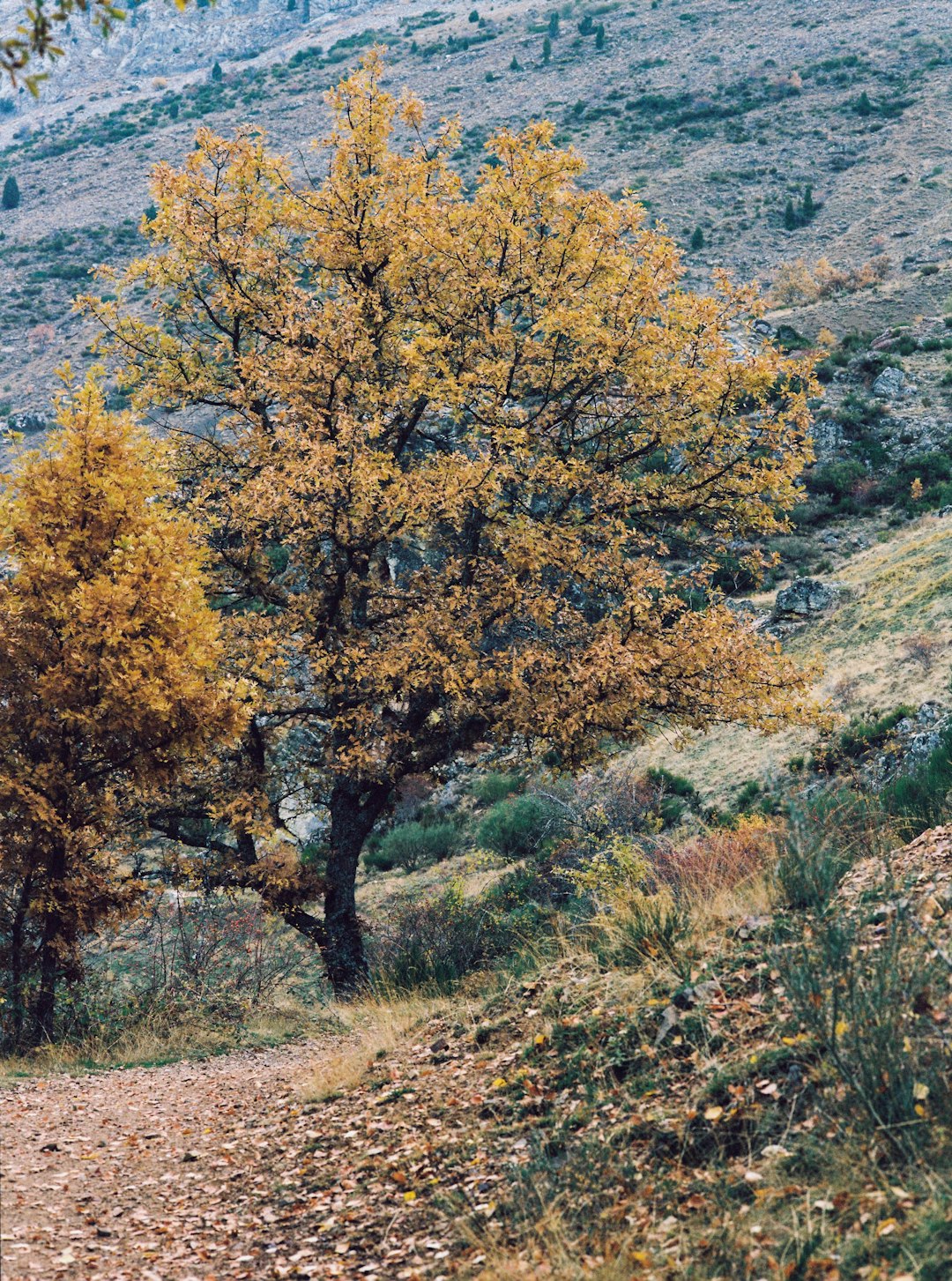 brown and green trees near body of water during daytime