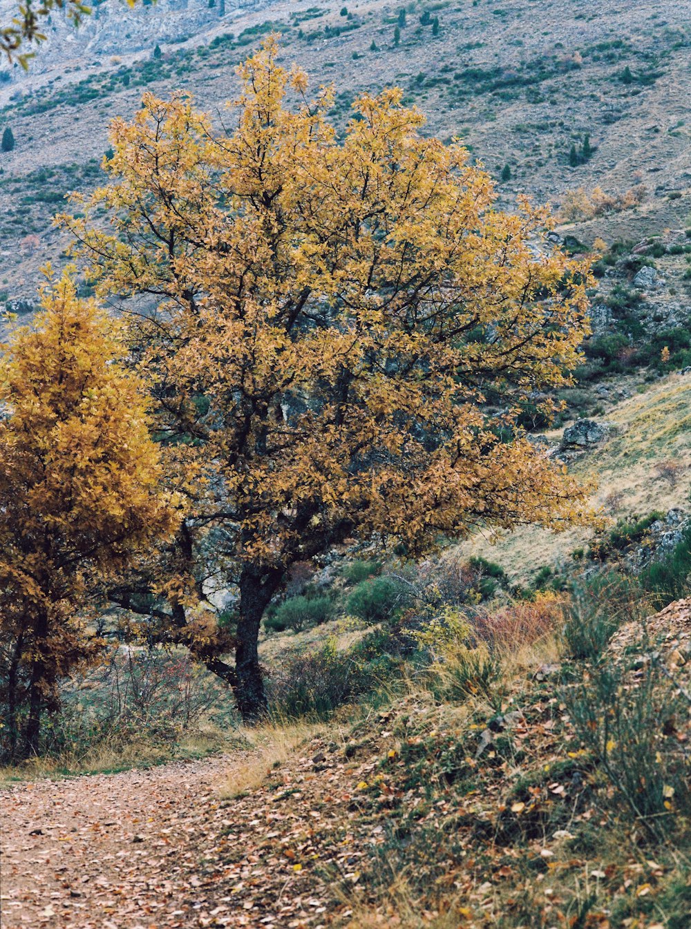 brown and green trees near body of water during daytime