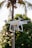 A white drone hovers in the air with a blurred background of a tall palm tree and lush green foliage.