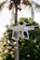 A white drone hovers in the air with a blurred background of a tall palm tree and lush green foliage.