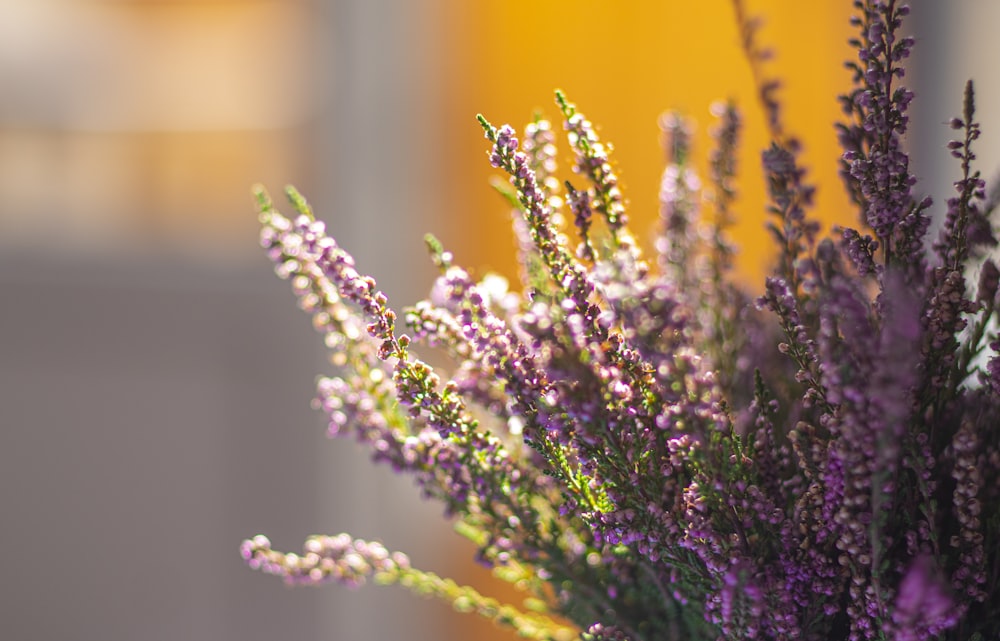 purple and white flower in close up photography