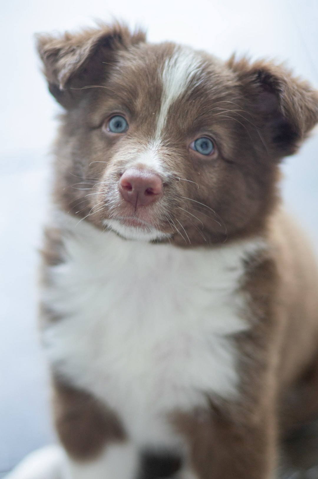 brown and white border collie mix