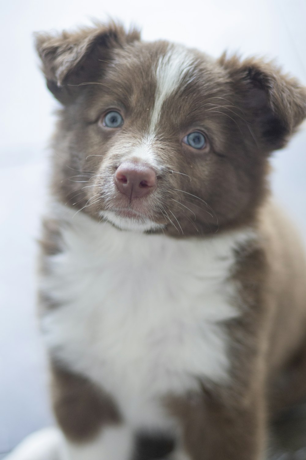 brown and white border collie mix
