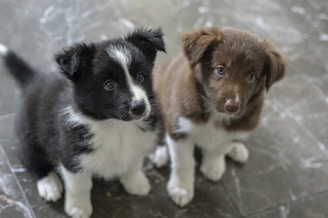 Two puppies with fluffy fur and endearing expressions sit side by side on a marble floor. One puppy is black with white markings on its face and chest, while the other is brown with similar white markings. Their eyes look curious and attentive.