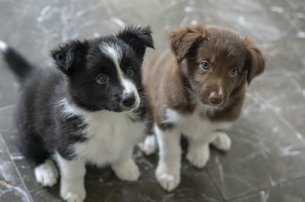 Two puppies with fluffy fur and endearing expressions sit side by side on a marble floor. One puppy is black with white markings on its face and chest, while the other is brown with similar white markings. Their eyes look curious and attentive.
