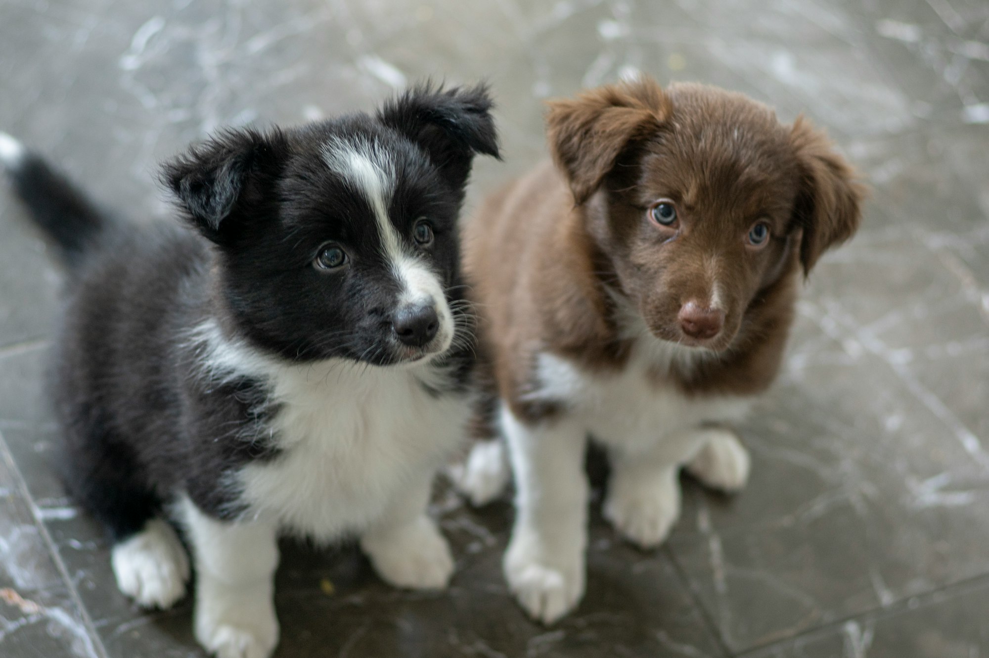 brown and white short coated puppy