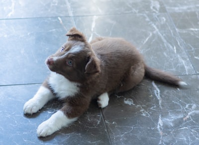 brown and white short coated dog blue-eyed zoom background