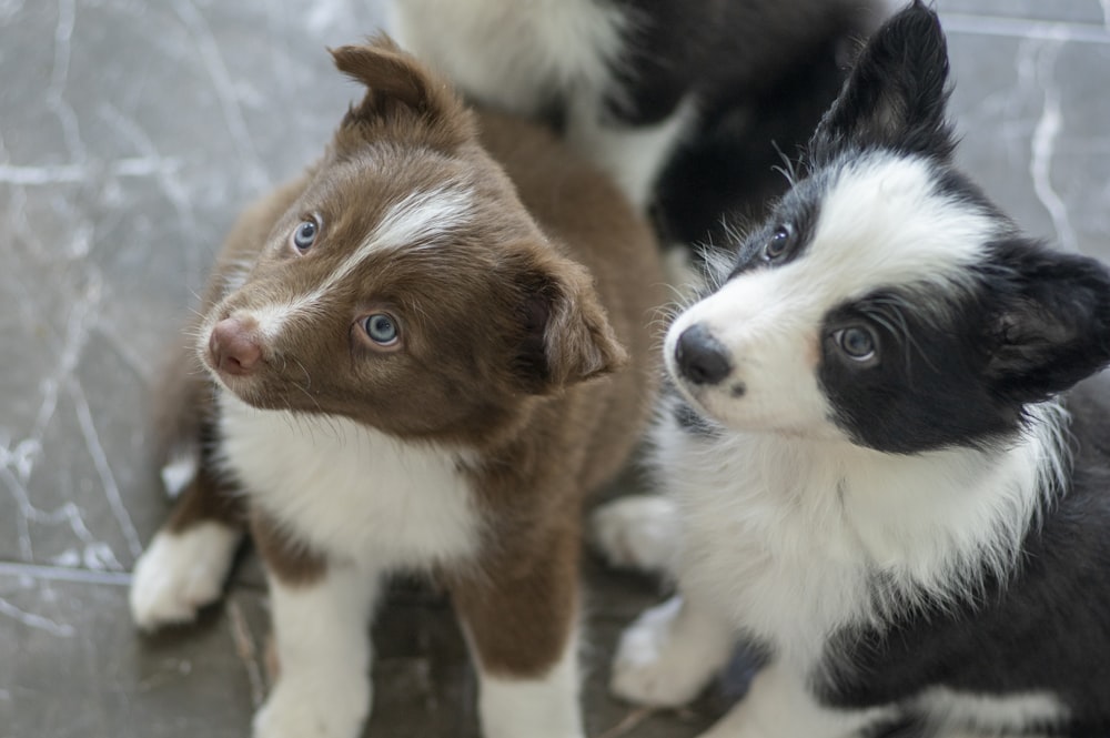 filhote de cachorro de mistura de border collie marrom e branco