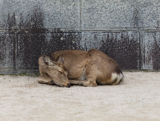 brown deer lying on ground during daytime in Nara Park Japan