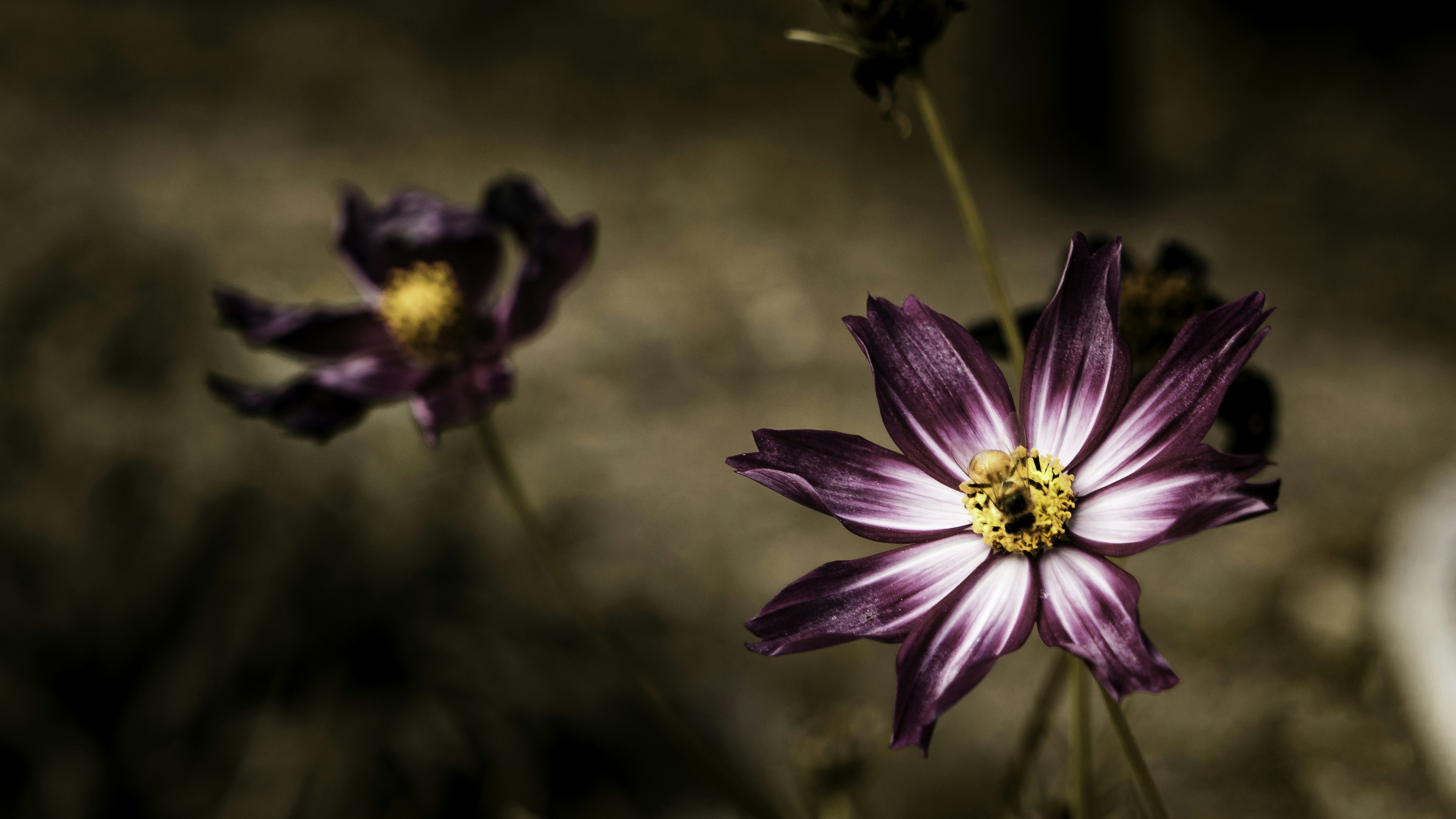 purple flower in tilt shift lens