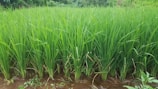Rows of lush, green rice plants stand tall in a watery field, reflecting vibrant colors. The field extends into the distance, bordered by dense greenery.