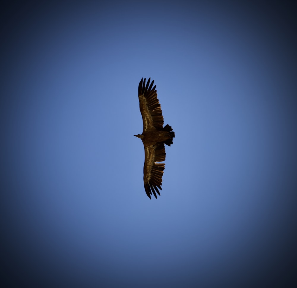 brown and white eagle flying