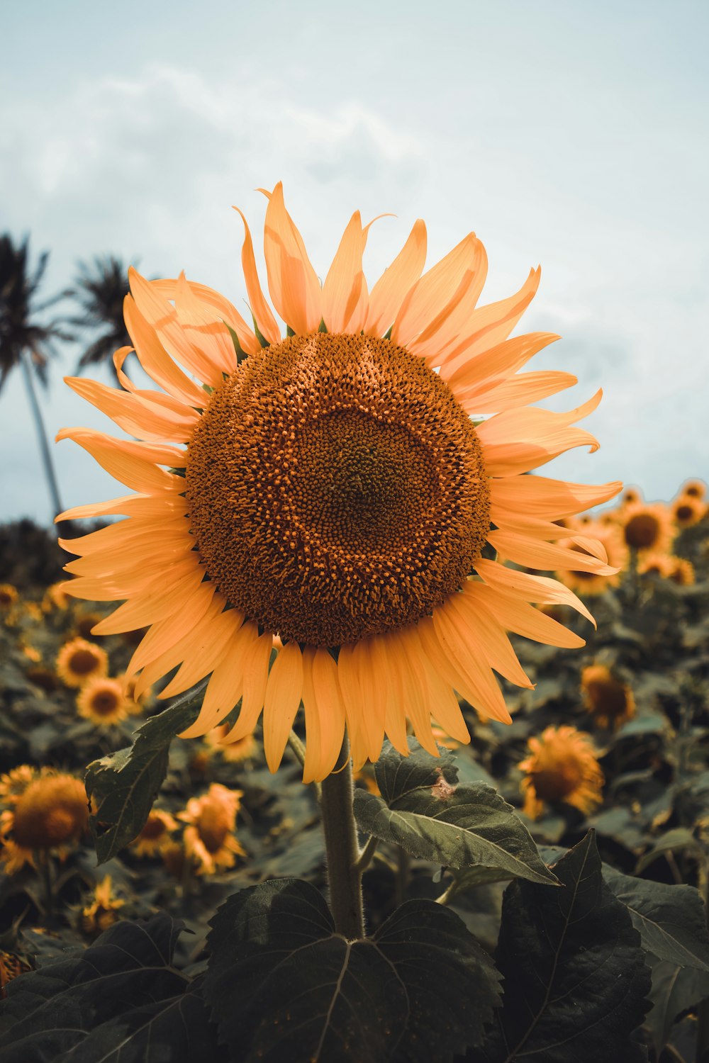 yellow sunflower in bloom during daytime