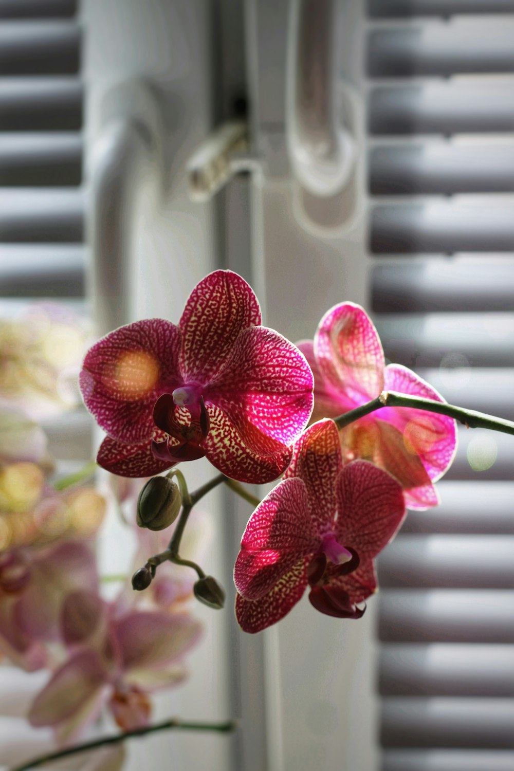 purple and yellow moth orchids in bloom during daytime