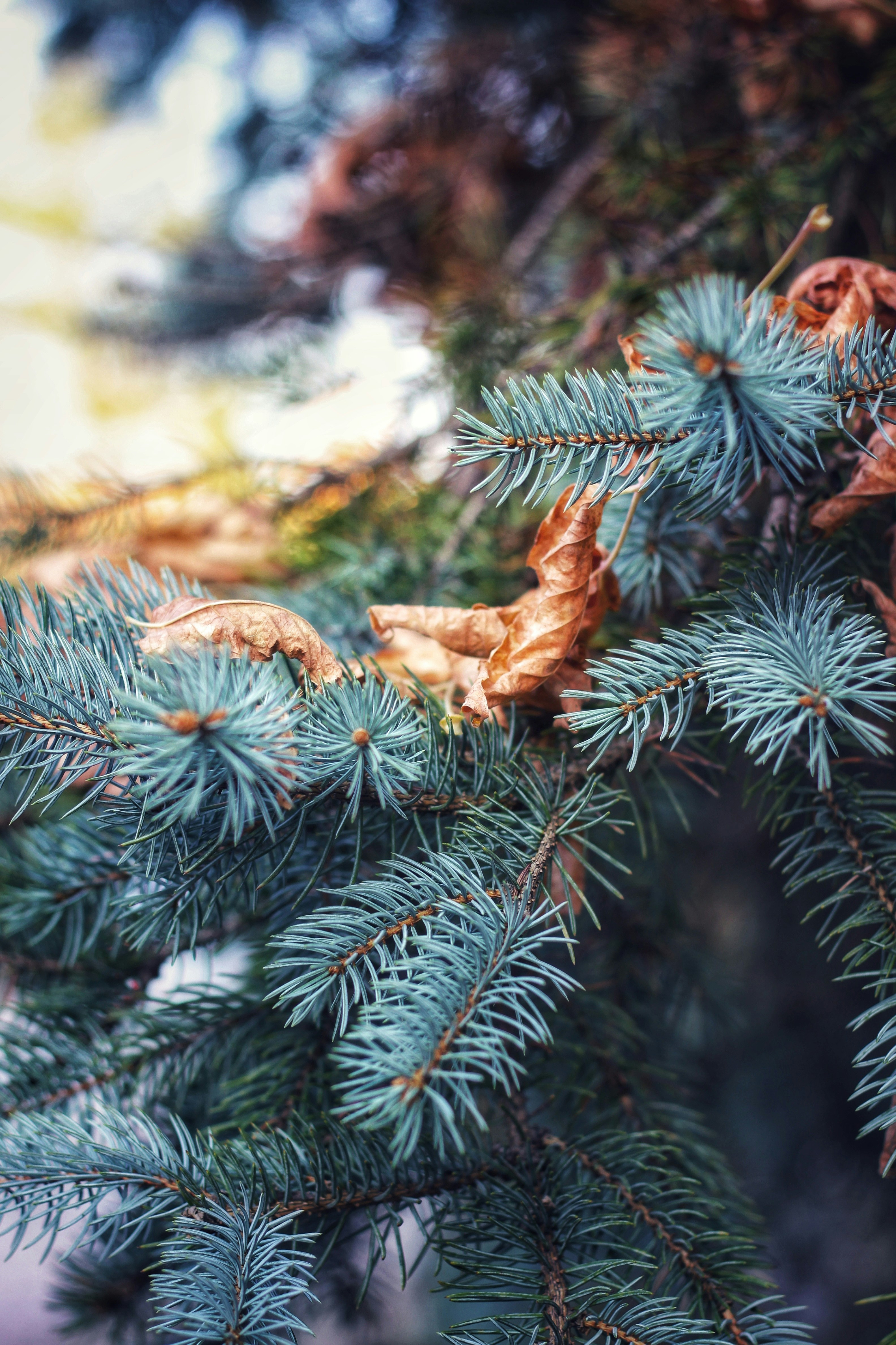 Photo by lilianflower