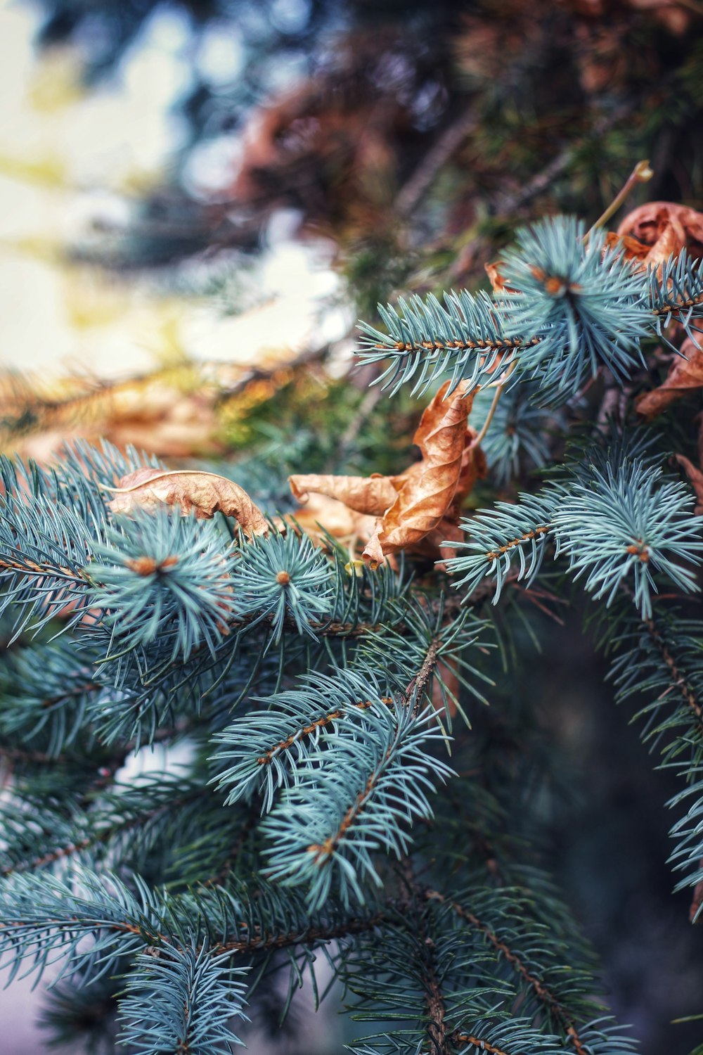 brown dried leaf on green pine tree