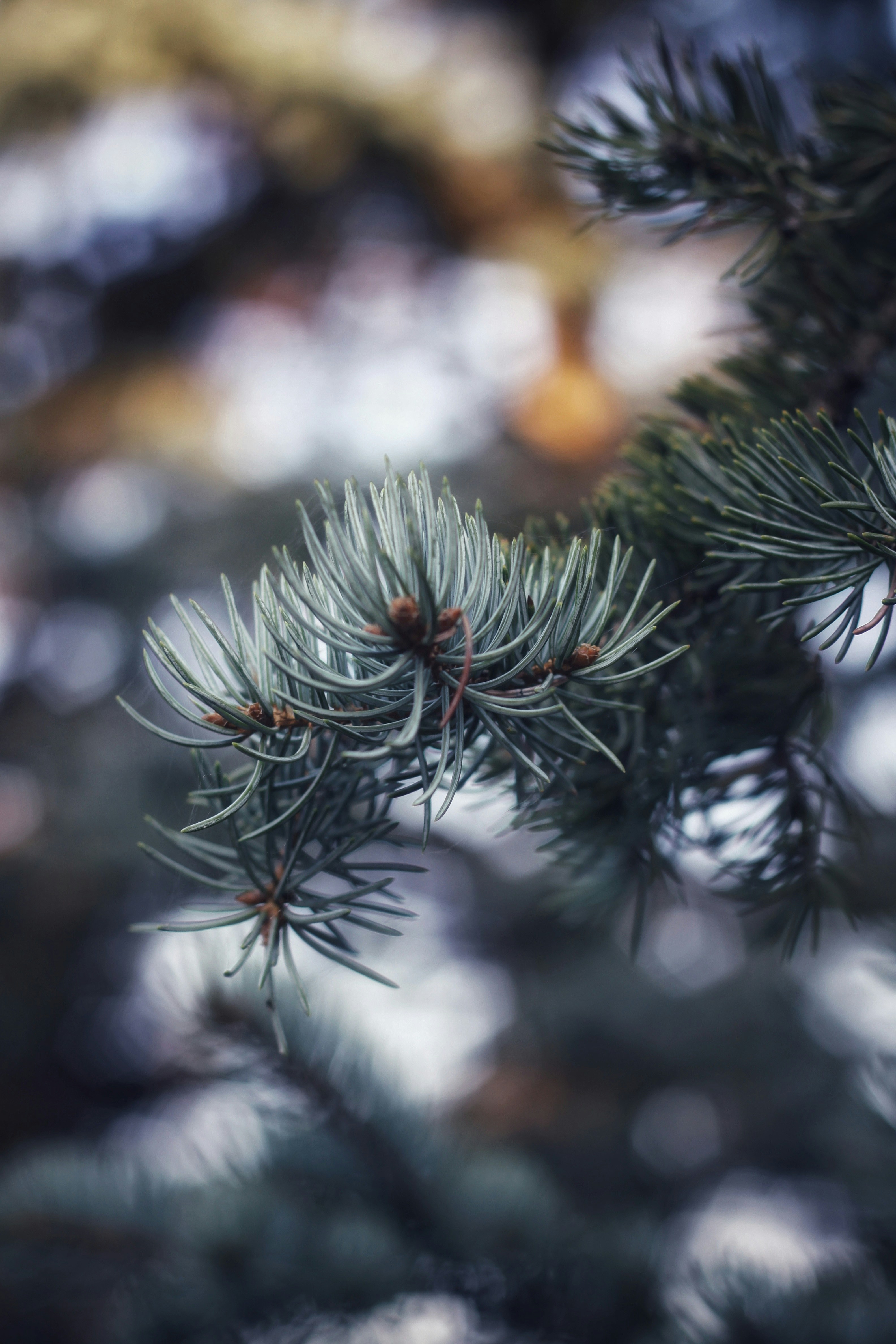 Photo by lilianflower