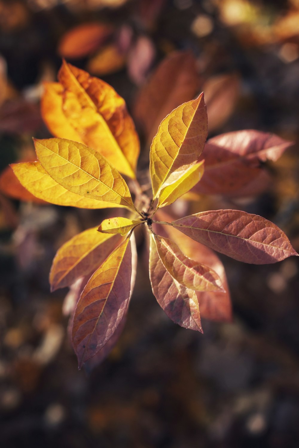 green and brown leaves in tilt shift lens