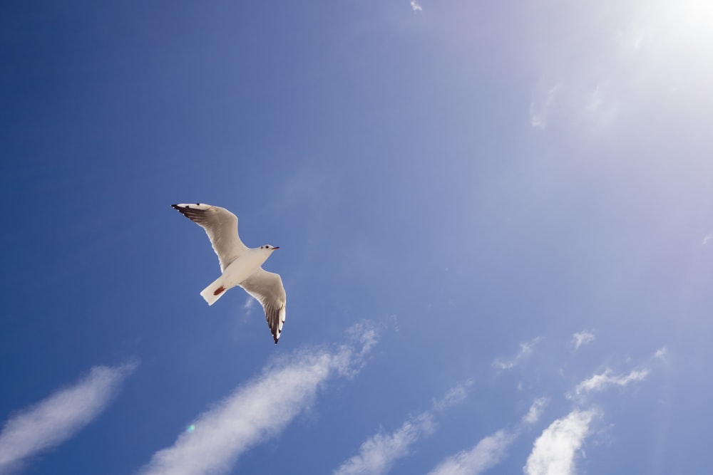 weißer Vogel, der tagsüber unter blauem Himmel fliegt