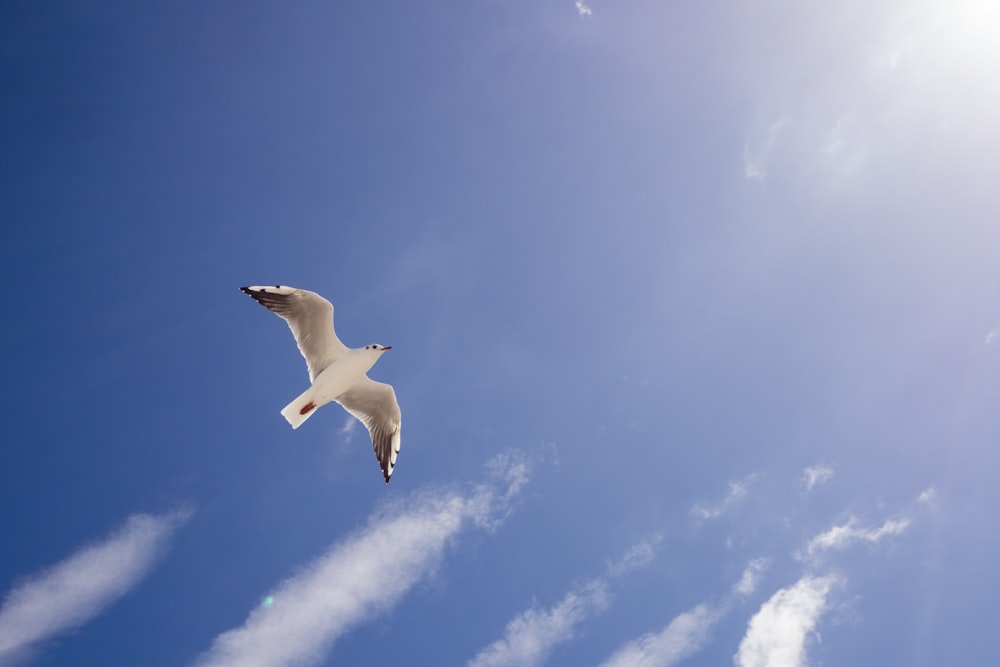 white bird flying under blue sky during daytime