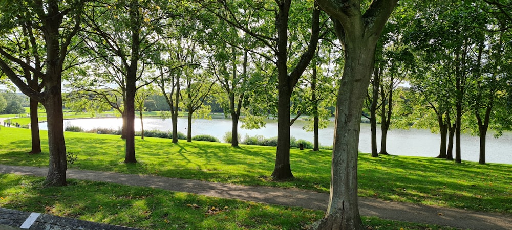 green grass field with trees during daytime