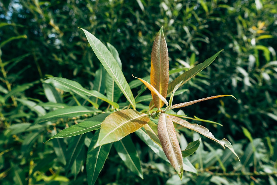 green and brown plant during daytime