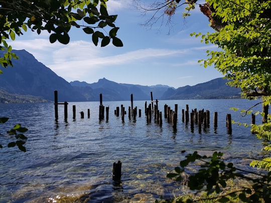 brown wooden posts on body of water during daytime in Traunsee Austria
