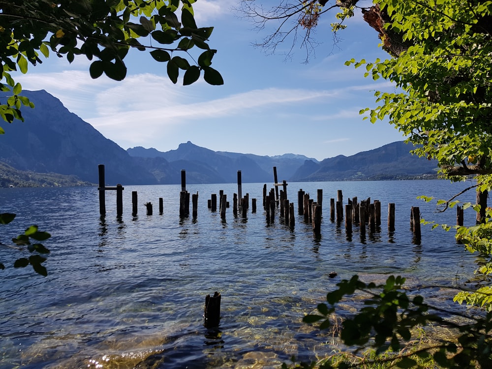 Postes de madera marrón en el cuerpo de agua durante el día