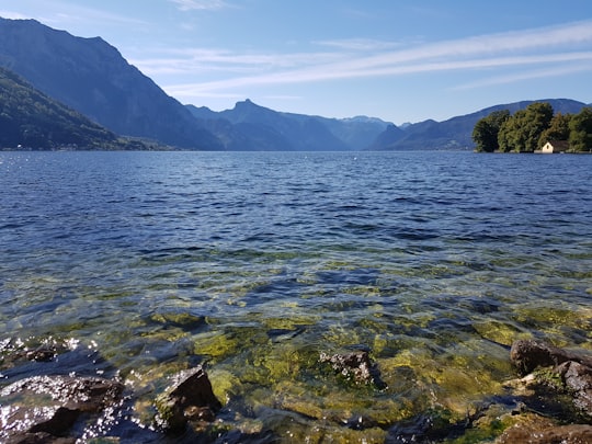 green trees near body of water during daytime in Traunsee Austria