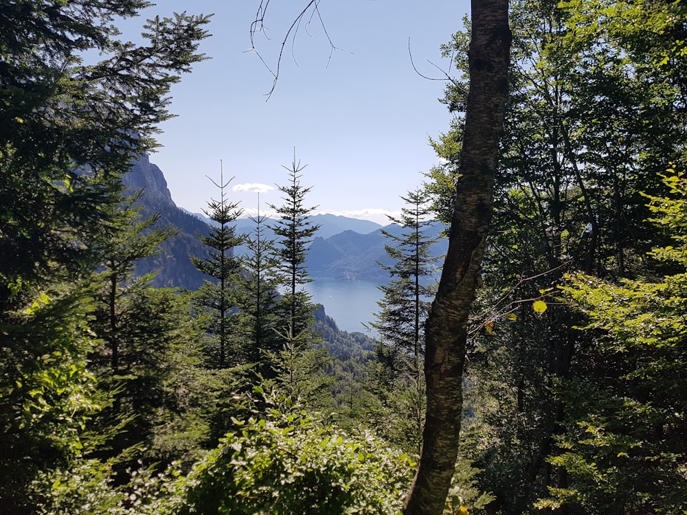 green trees near mountain during daytime