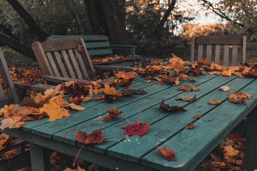 red leaves on blue wooden bench